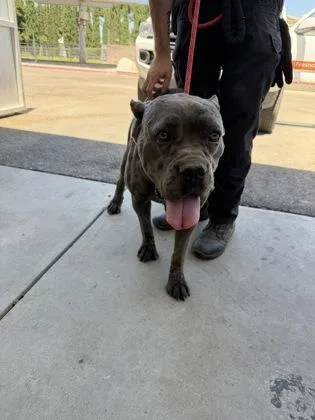 An adult large-sized female Cane Corso dog named Jellybean for adoption in Fresno, CA