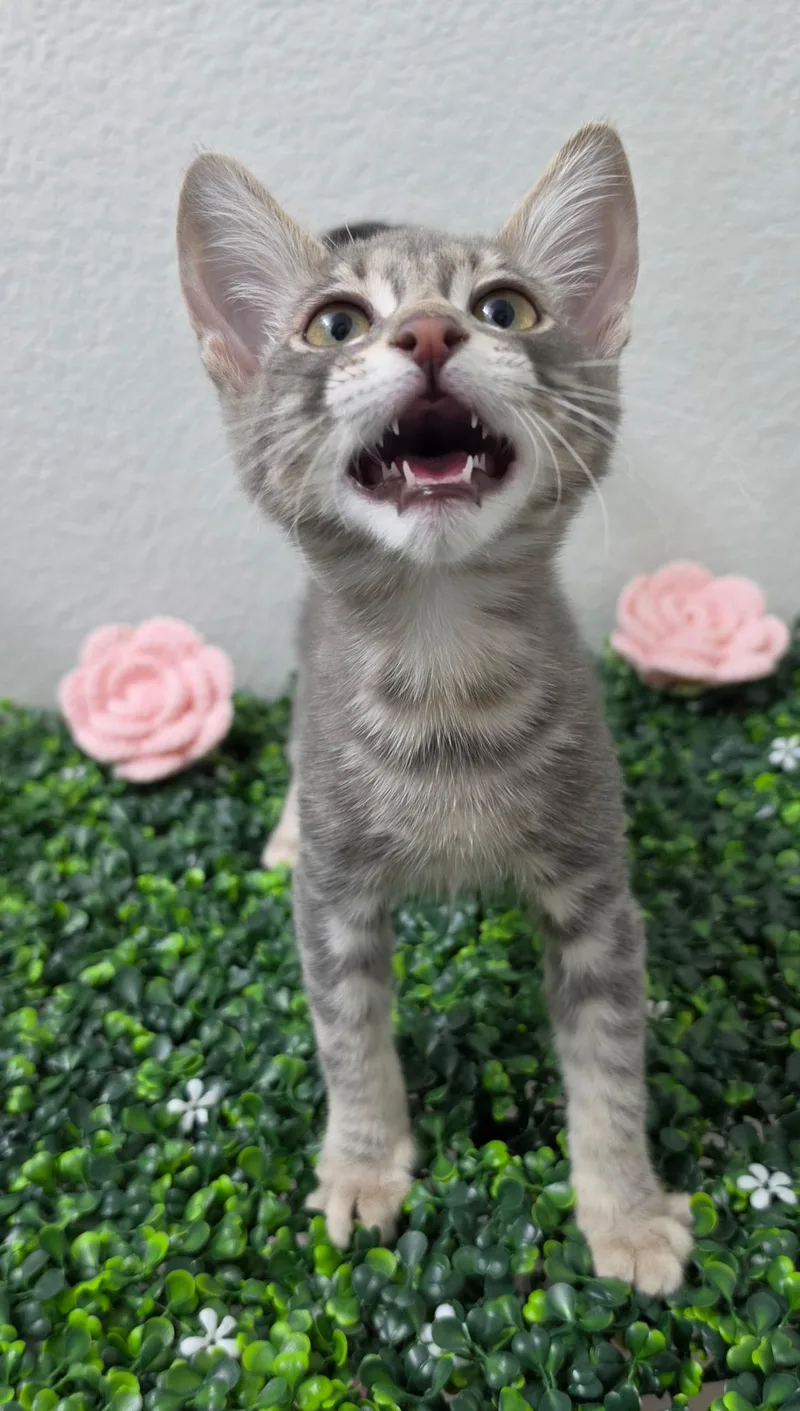 A baby medium-sized male Gray / Blue / Silver Domestic Short Hair cat named Wolf for adoption in Las Vegas, NV
