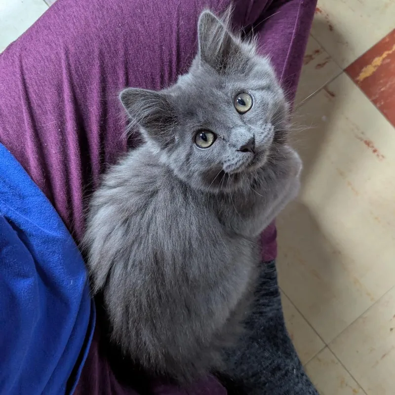 A baby small-sized female Gray / Blue / Silver Domestic Medium Hair cat named Wildflyer for adoption in St. Paul, MN