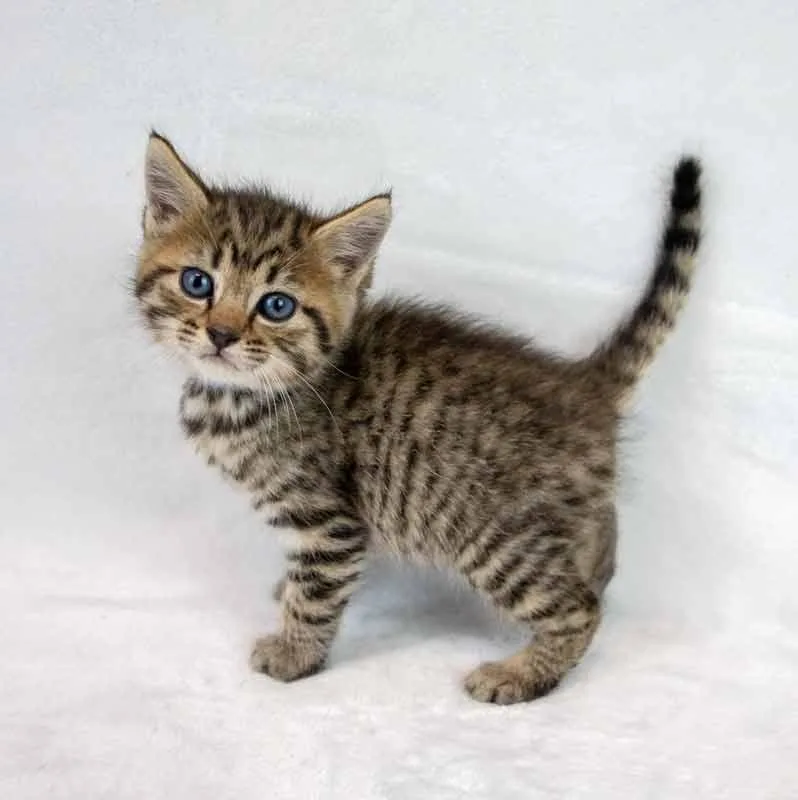 A baby medium-sized male Domestic Short Hair cat named Jack for adoption in Kennesaw, GA
