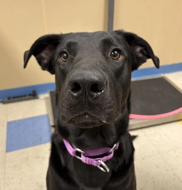 A young large-sized male Labrador Retriever dog named Morpheus for adoption in Sioux City, IA