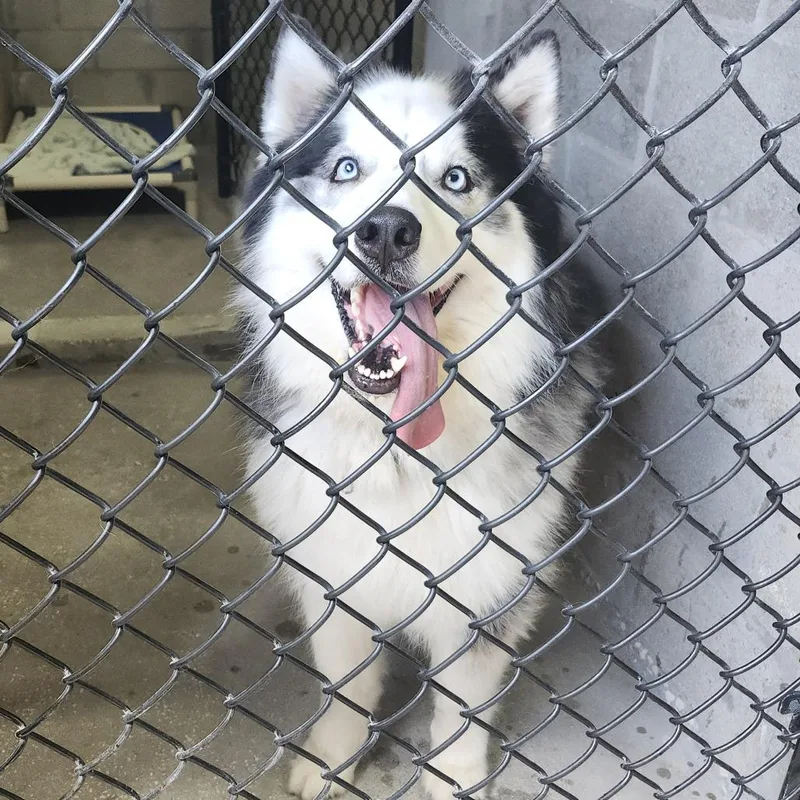 An adult large-sized male Black Alaskan Malamute dog named Blaze for adoption in Tampa, FL