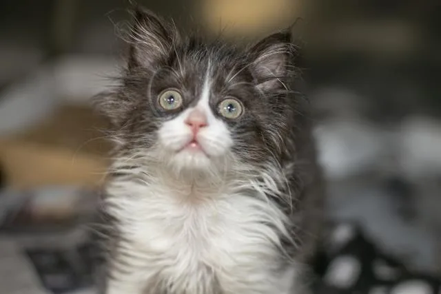 A baby small-sized male Domestic Short Hair cat named Tennis for adoption in Charlotte, NC