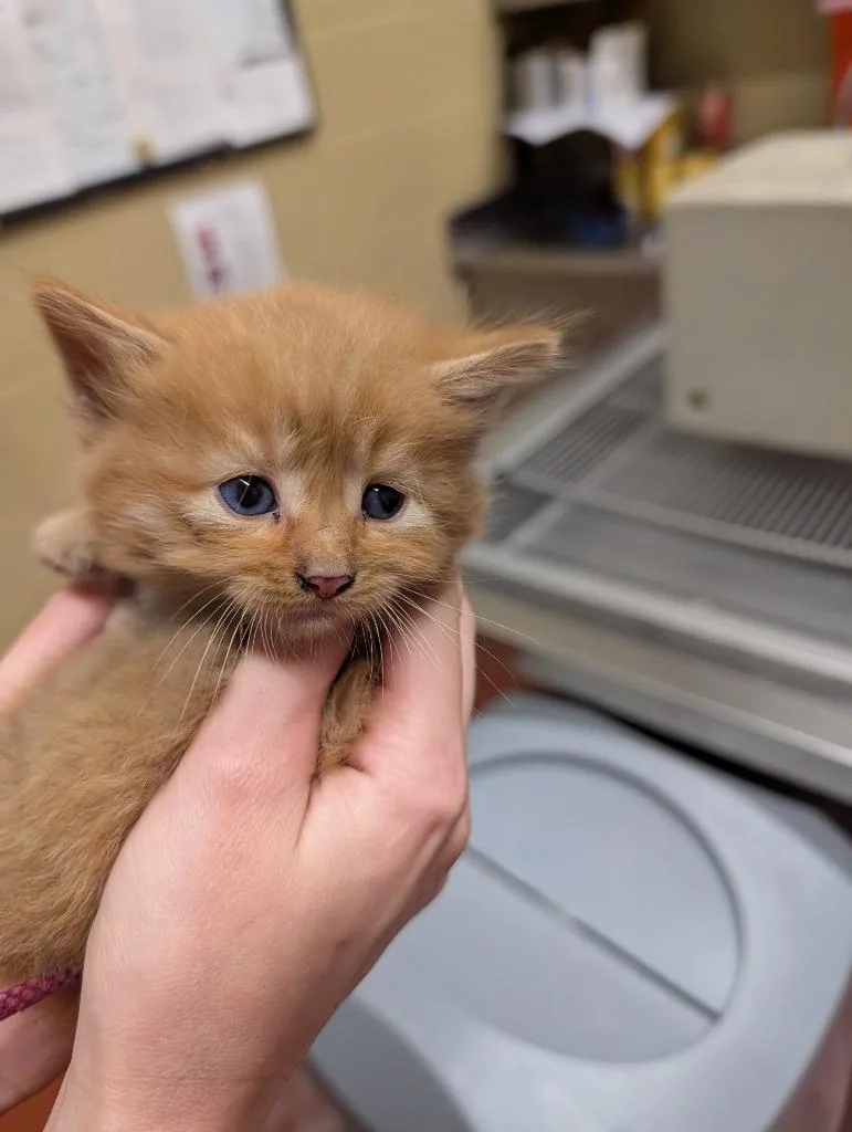 A baby small-sized male Domestic Long Hair cat named Hammy for adoption in Douglasville, GA