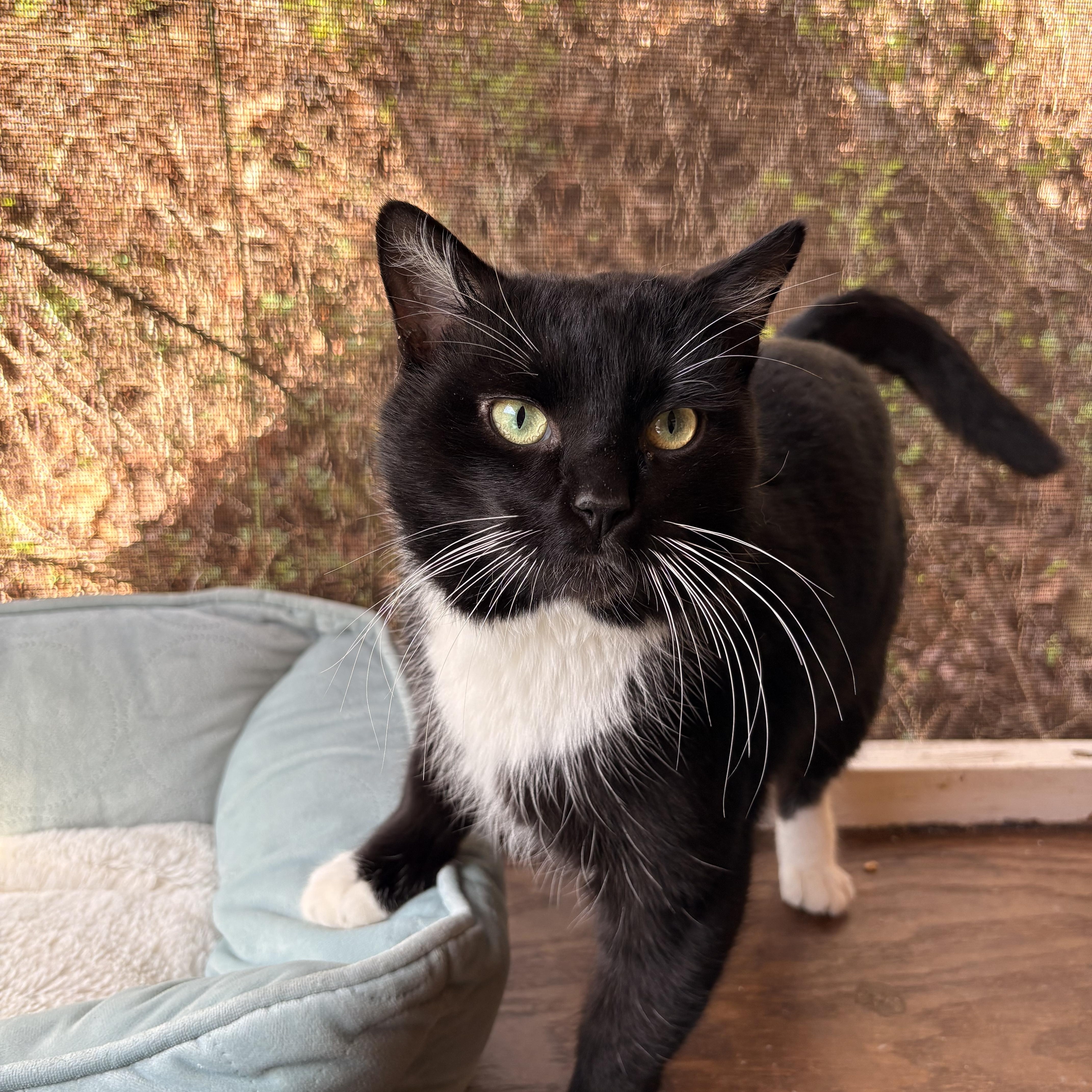 Prescott thumbnail 4