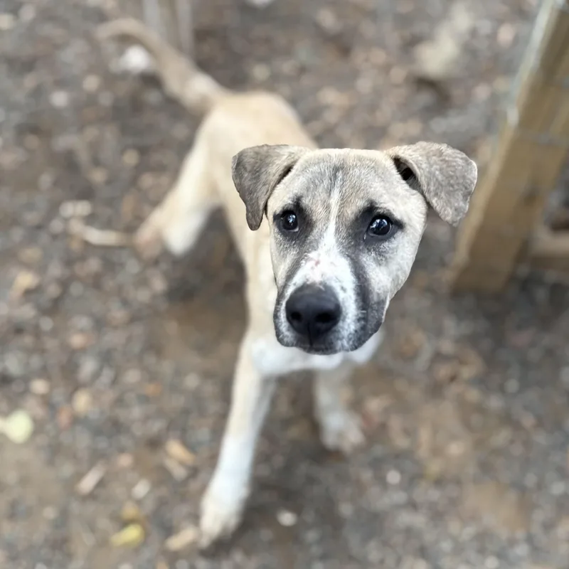 Captain Sniff thumbnail 2