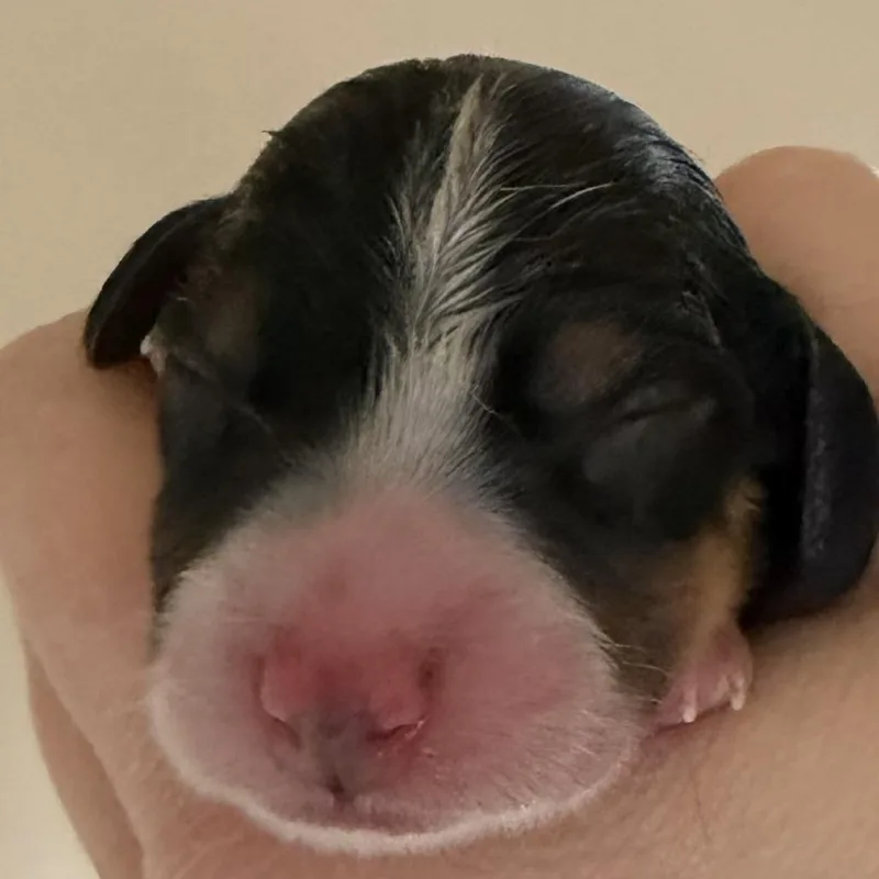 Dahlia Pup  Marigold