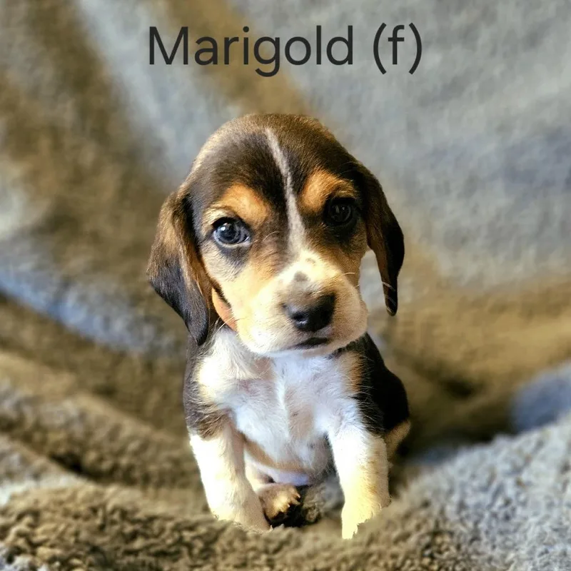 Dahlia Pup  Marigold thumbnail 2