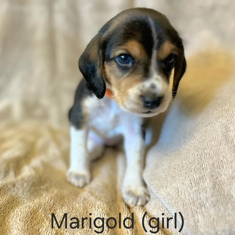Dahlia Pup  Marigold thumbnail 3