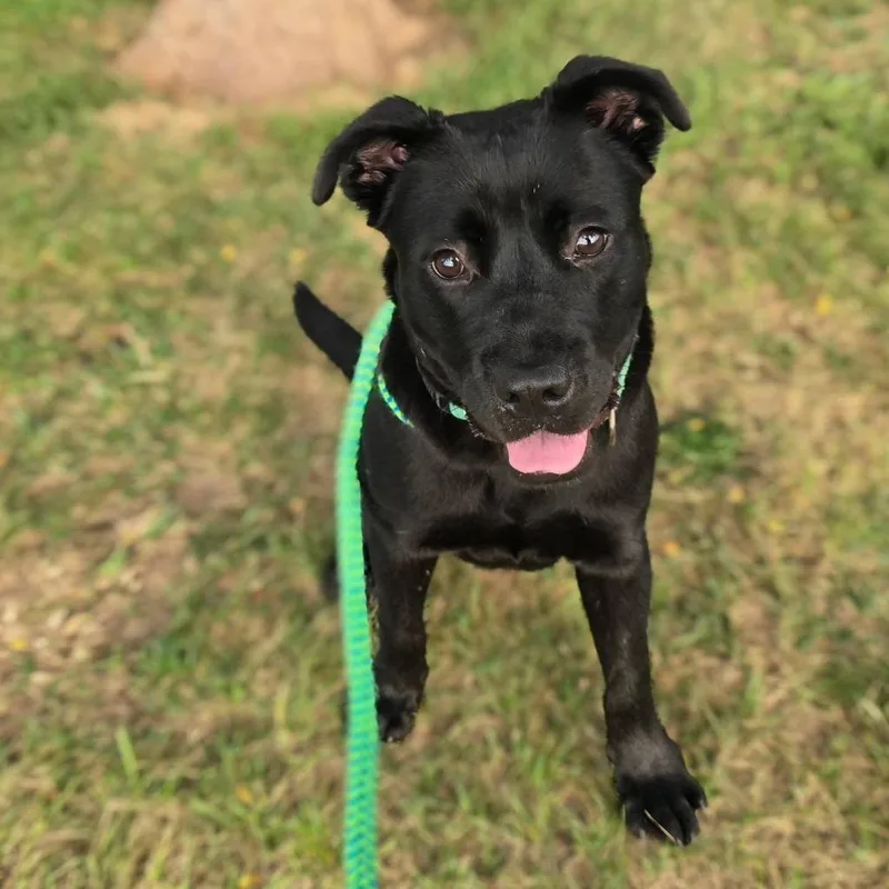 A baby medium-sized female Labrador Retriever dog named Georgia for adoption in North Syracuse, NY