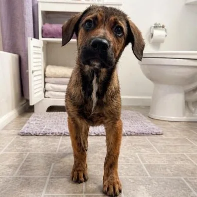 A baby medium-sized male Belgian Shepherd / Malinois dog named Prodigy for adoption in Carmel, NY
