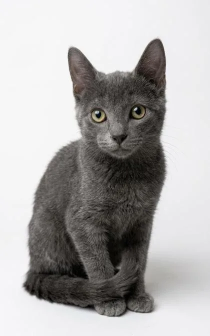 A baby medium-sized female Gray / Blue / Silver Russian Blue cat named Peewee for adoption in Bedford, IN