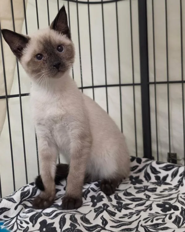 A baby small-sized male Domestic Short Hair cat named Ormund for adoption in Novato, CA