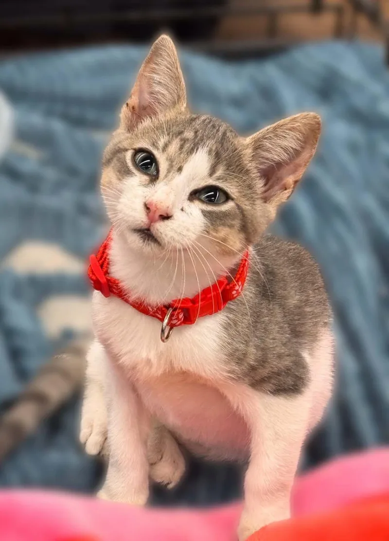 A baby small-sized male Gray & White Domestic Short Hair cat named Meatball for adoption in Wilmington, NC