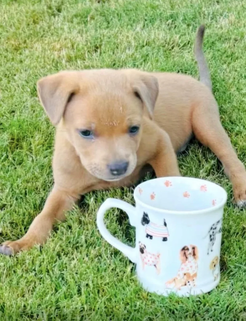 A baby medium-sized male Golden Pit Bull Terrier dog named Jojo for adoption in Scottsdale, AZ