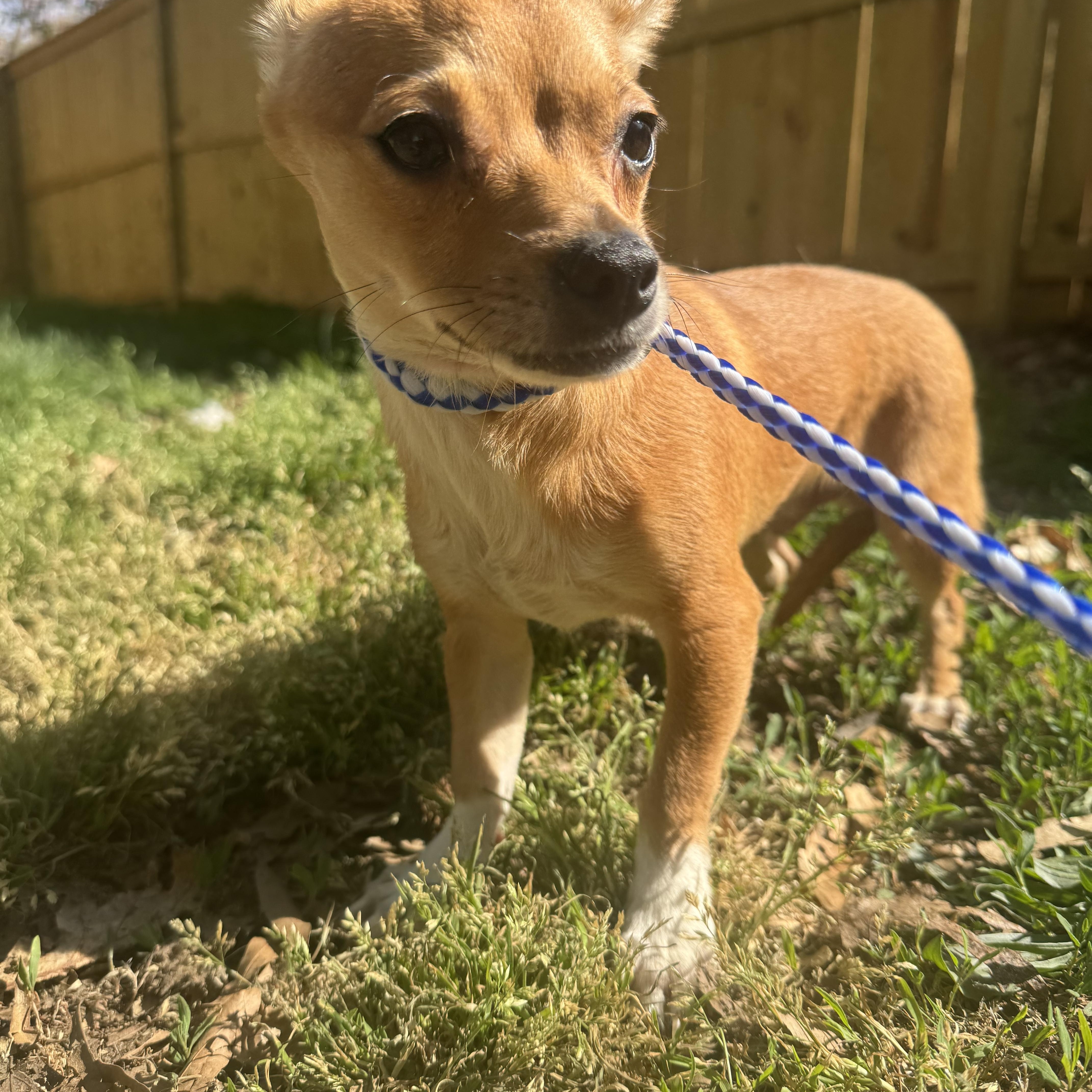 A baby small-sized male Golden Chihuahua dog named Pip for adoption in Fredericksburg, VA