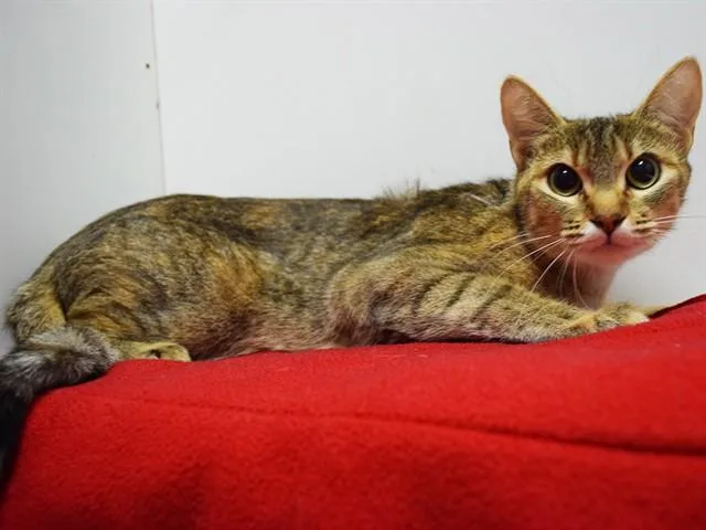 A young medium-sized female Domestic Short Hair cat named Tilda for adoption in Sacramento, CA