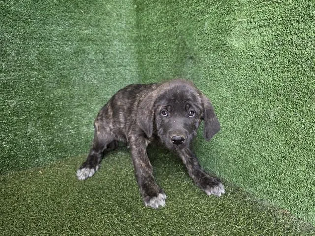 A baby small-sized female Cane Corso dog named Lori for adoption in Lancaster, CA