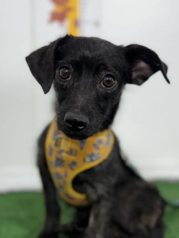 A young small-sized male Black Chihuahua dog named Mickey for adoption in Carlsbad, CA
