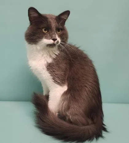 An adult medium-sized male Domestic Medium Hair cat named Sailor for adoption in Longmont, CO
