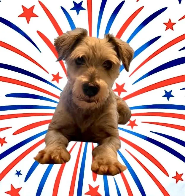An adult small-sized male Miniature Schnauzer dog named Bobby Darrin for adoption in Norfolk, VA