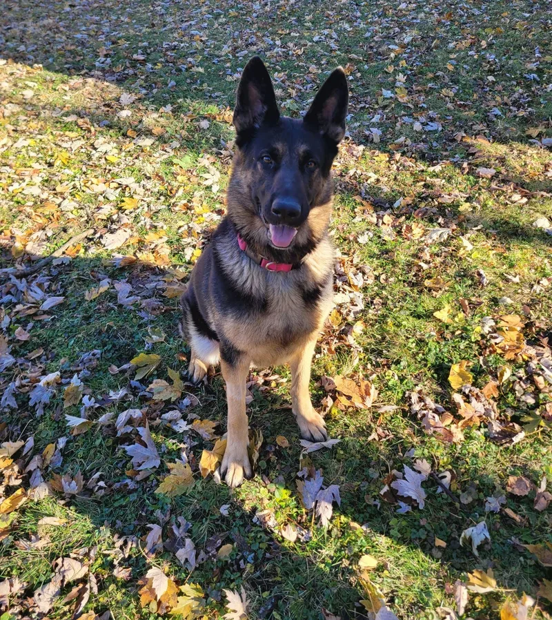 An adult large-sized female German Shepherd Dog dog named Heidi for adoption in Oswego, IL