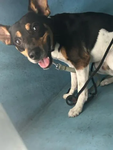 A young medium-sized male Mixed Breed dog named Rocky for adoption in West Palm Beach, FL