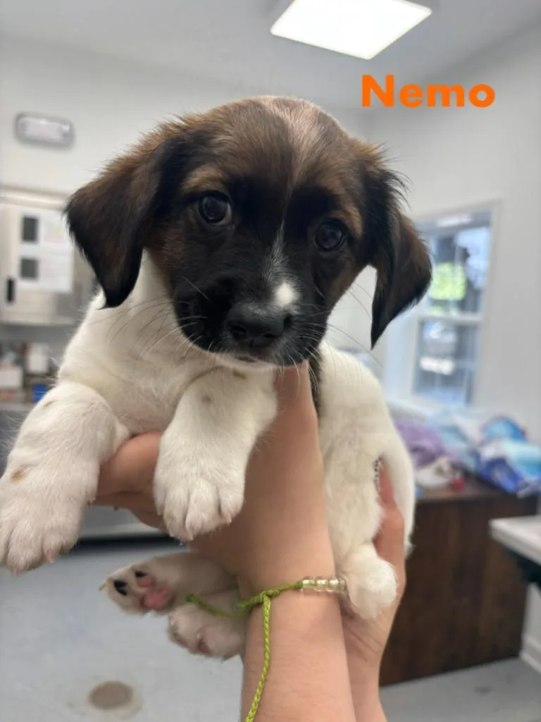 A baby small-sized male Hound dog named Nemo for adoption in Cambridge, MD