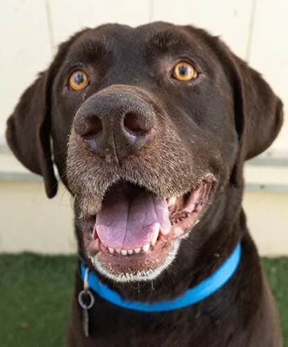 An adult large-sized male Brown / Chocolate Labrador Retriever dog named Gronk for adoption in Encinitas, CA