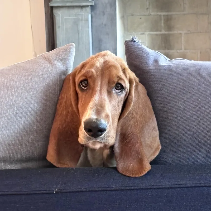 A young medium-sized female Tricolor (Brown, Black, & White) Basset Hound dog named Glossy for adoption in New York, NY