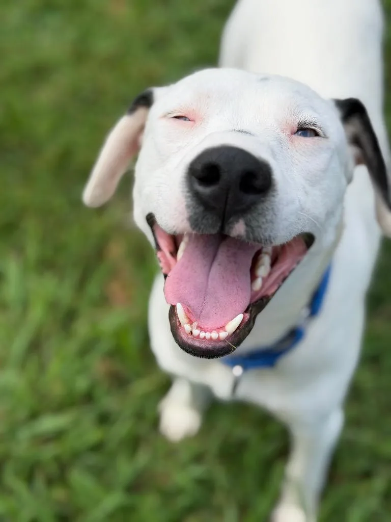 A young large-sized male Pit Bull Terrier dog named Steven for adoption in Blountville, TN