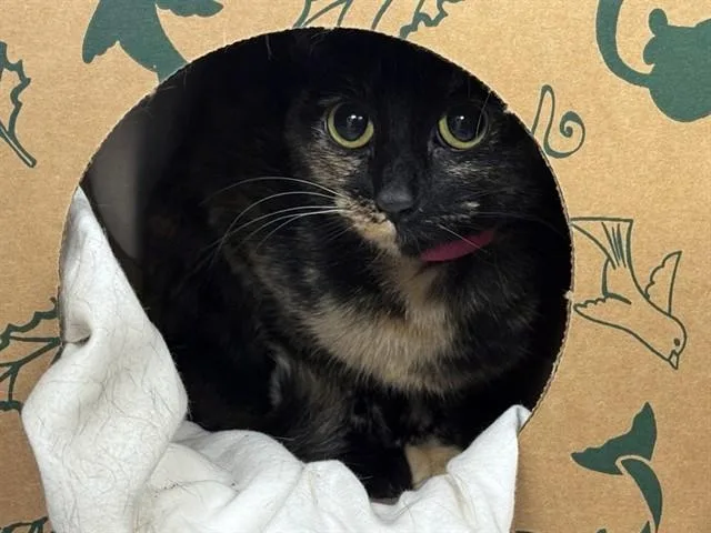 A young small-sized female Domestic Short Hair cat named Mars for adoption in Saint Louis, MO