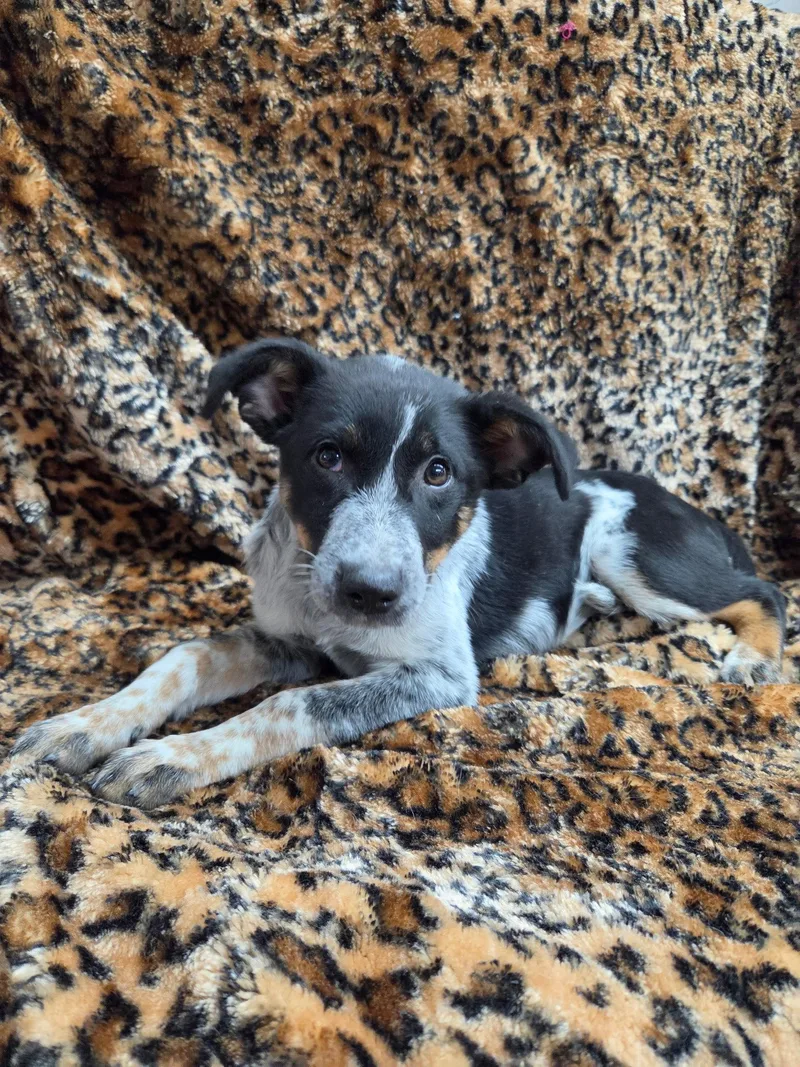 A young medium-sized female Australian Cattle Dog / Blue Heeler dog named Clementine for adoption in El Centro, CA