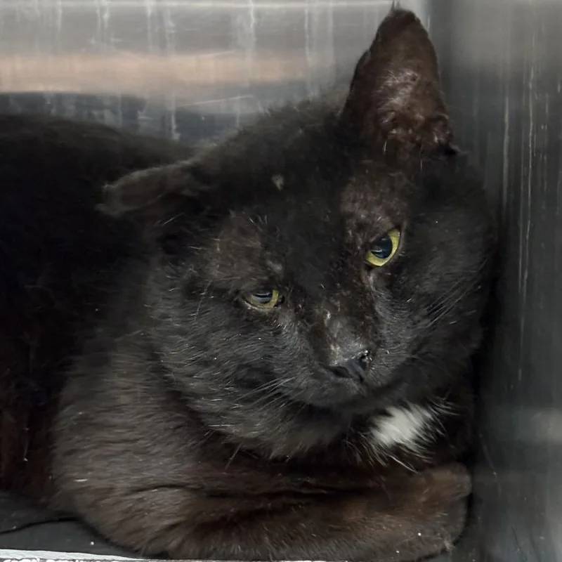 A senior large-sized male Black Domestic Short Hair cat named Mr. Gold for adoption in Salt Lake City, UT