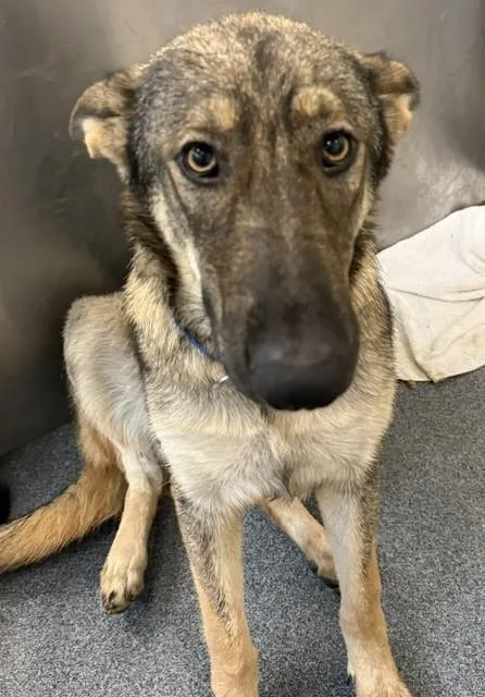 A young large-sized female Mixed Breed dog named Lilly for adoption in Dallas, TX