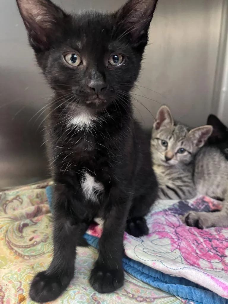 A baby medium-sized male Domestic Short Hair cat named Drizzle for adoption in Pomona, NY