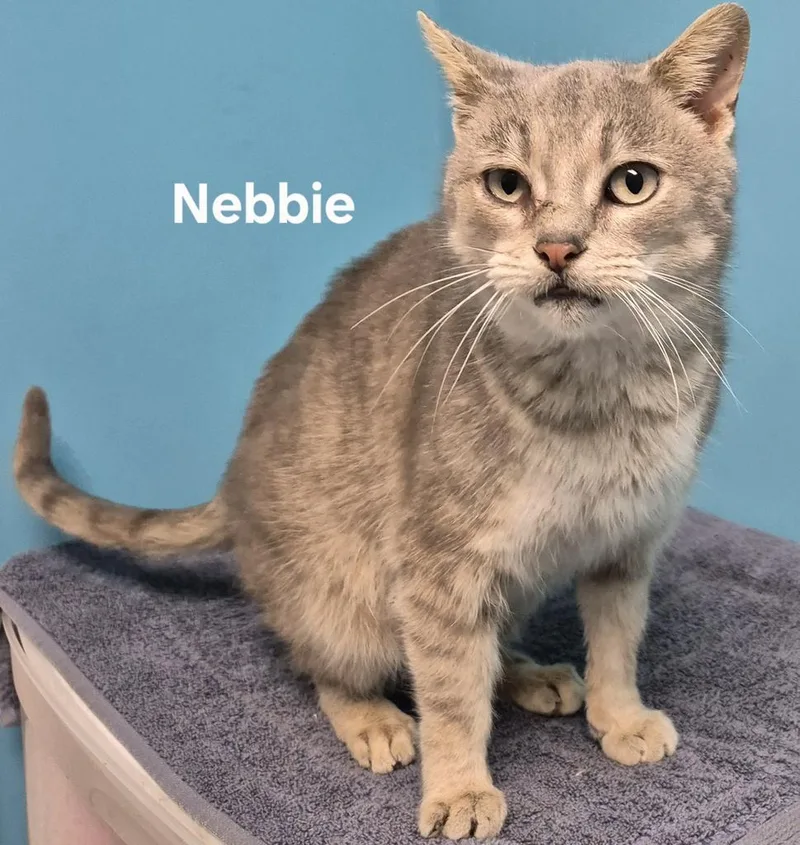 Nebbie
