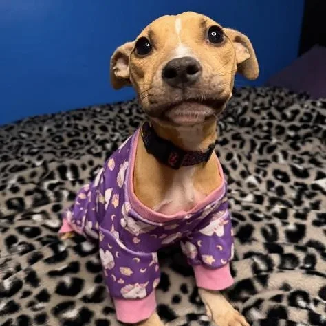 A baby medium-sized female Tricolor (Brown, Black, & White) Pit Bull Terrier dog named Phoenix for adoption in Naperville, IL