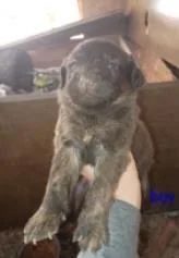 A baby medium-sized male Mixed Breed dog named Wolf for adoption in West Chester, PA