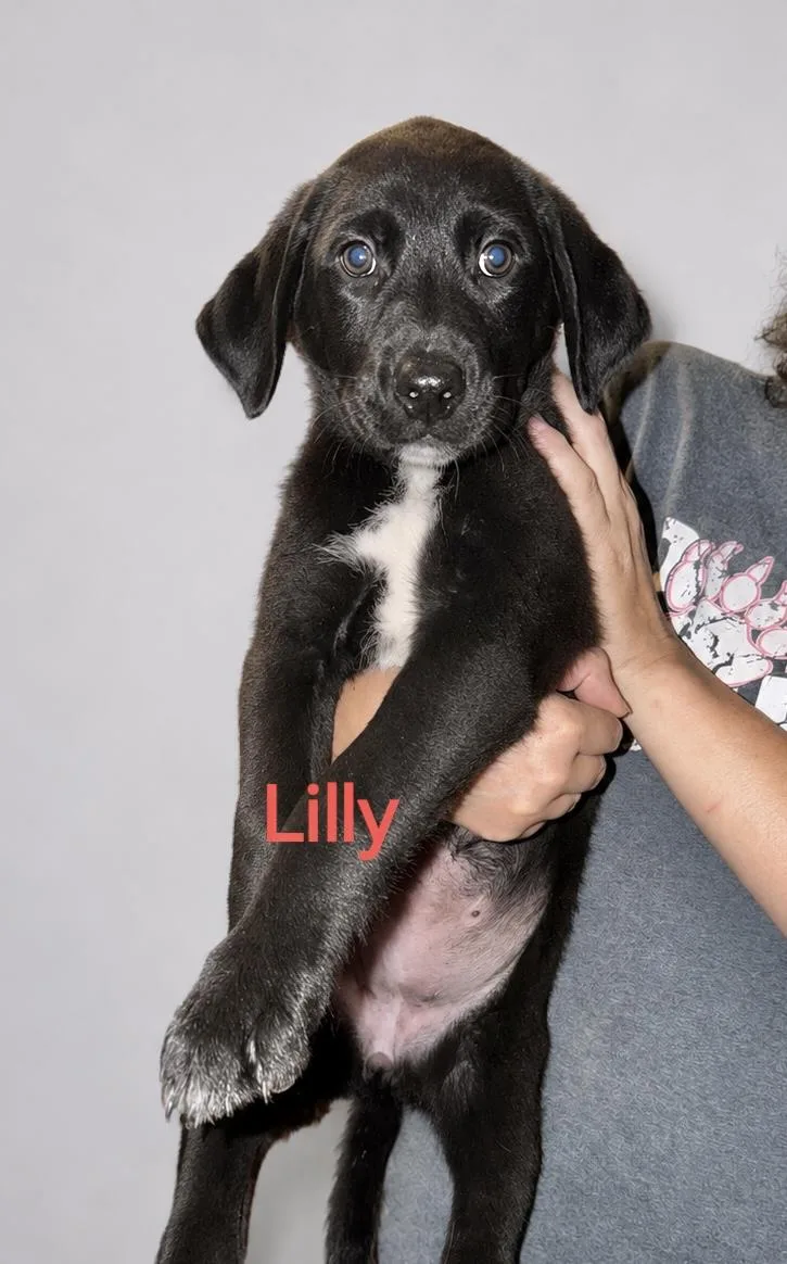 A baby large-sized female Labrador Retriever dog named Lilly for adoption in Manchester, CT