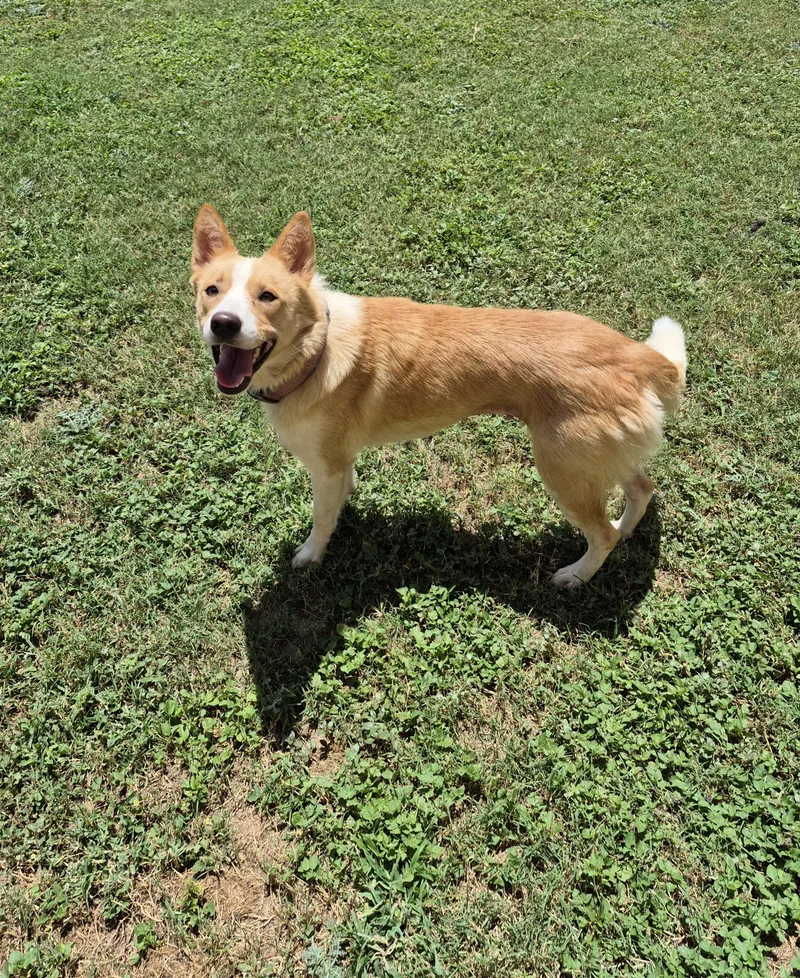 An adult small-sized female Mixed Breed dog named Mellow for adoption in Schertz, TX