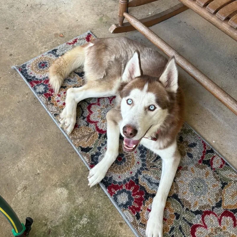 A baby small-sized male Brown / Chocolate Husky dog named Buddy Blue for adoption in Huntington, WV