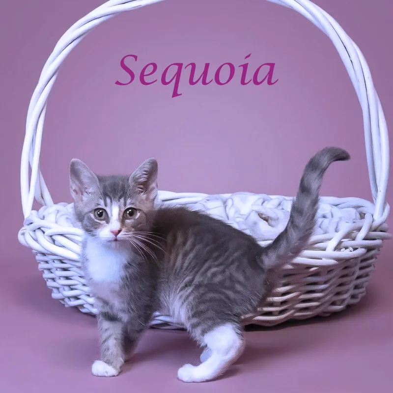 A baby small-sized female Gray / Blue / Silver Domestic Short Hair cat named Sequoia C for adoption in Lebanon, TN