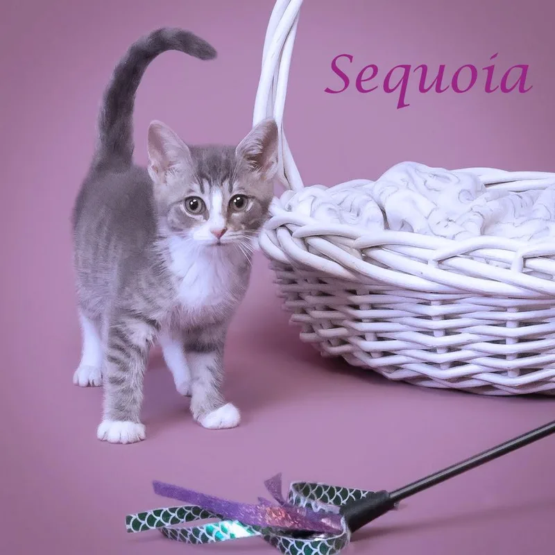 Sequoia C thumbnail 2
