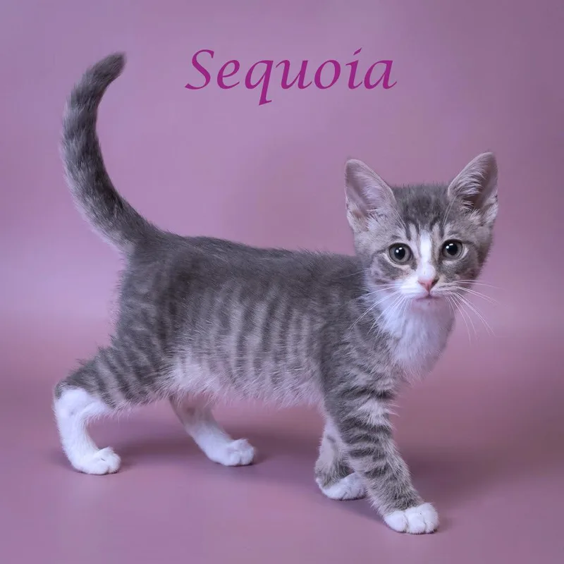 Sequoia C thumbnail 3
