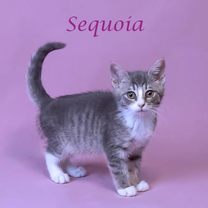 Sequoia C thumbnail 4