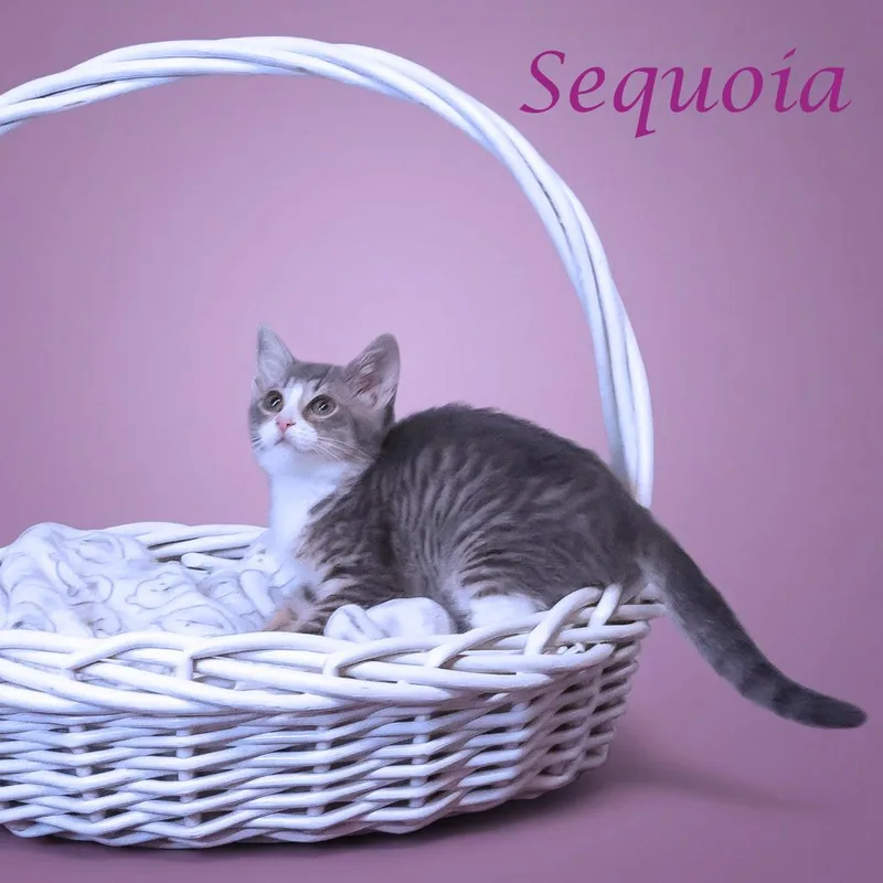 Sequoia C thumbnail 5
