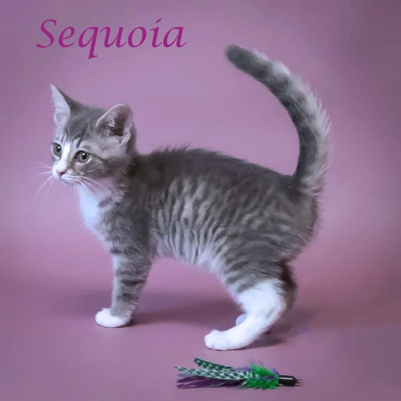 Sequoia C thumbnail 6