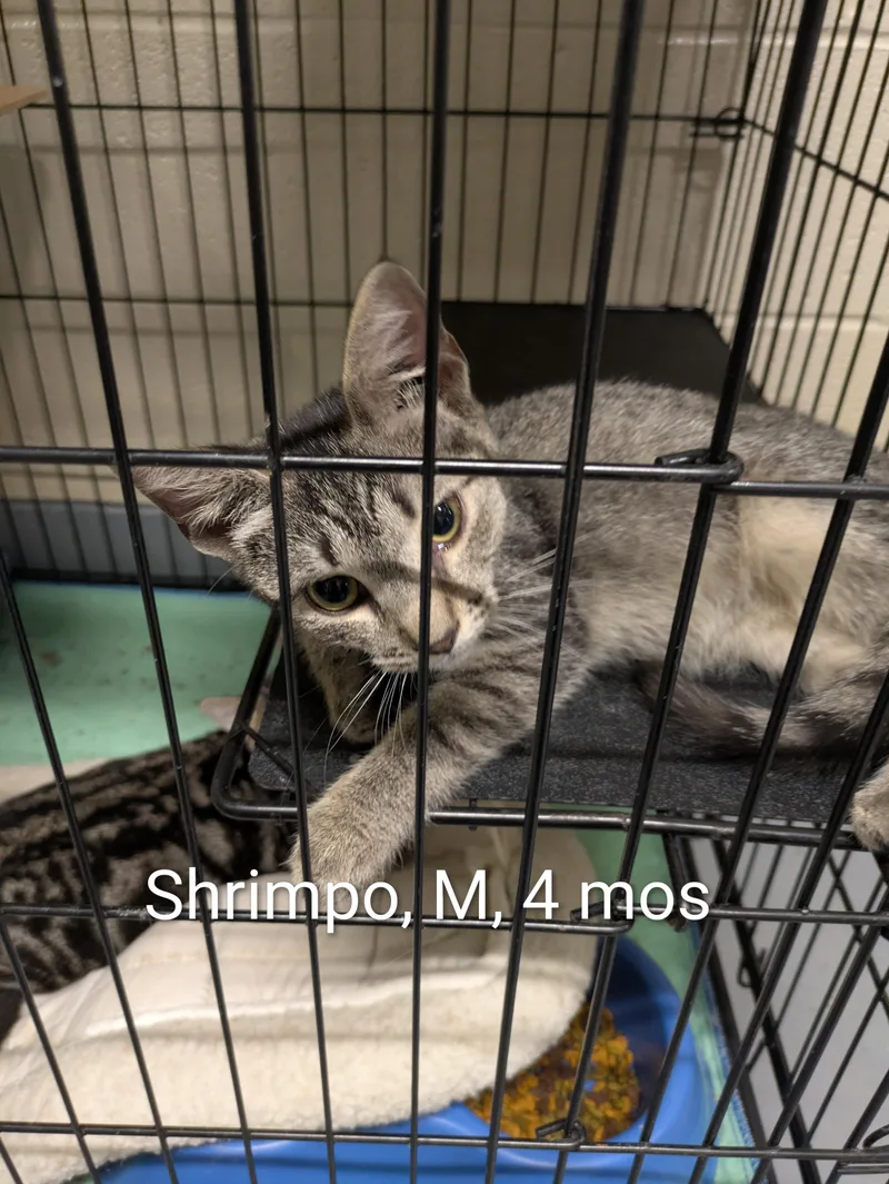 A young small-sized male Tabby (Brown / Chocolate) Domestic Short Hair cat named Shrimpo for adoption in Bedford, VA