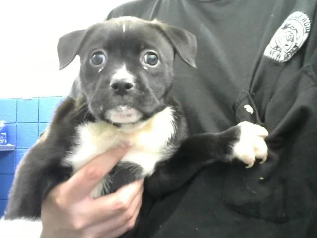 A baby small-sized female Siberian Husky dog named Brassy for adoption in Albuquerque, NM